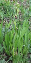 Ophrys insectifera